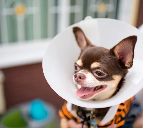 Dog with cone around its neck being held by staff member